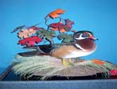 Wood Duck Drake